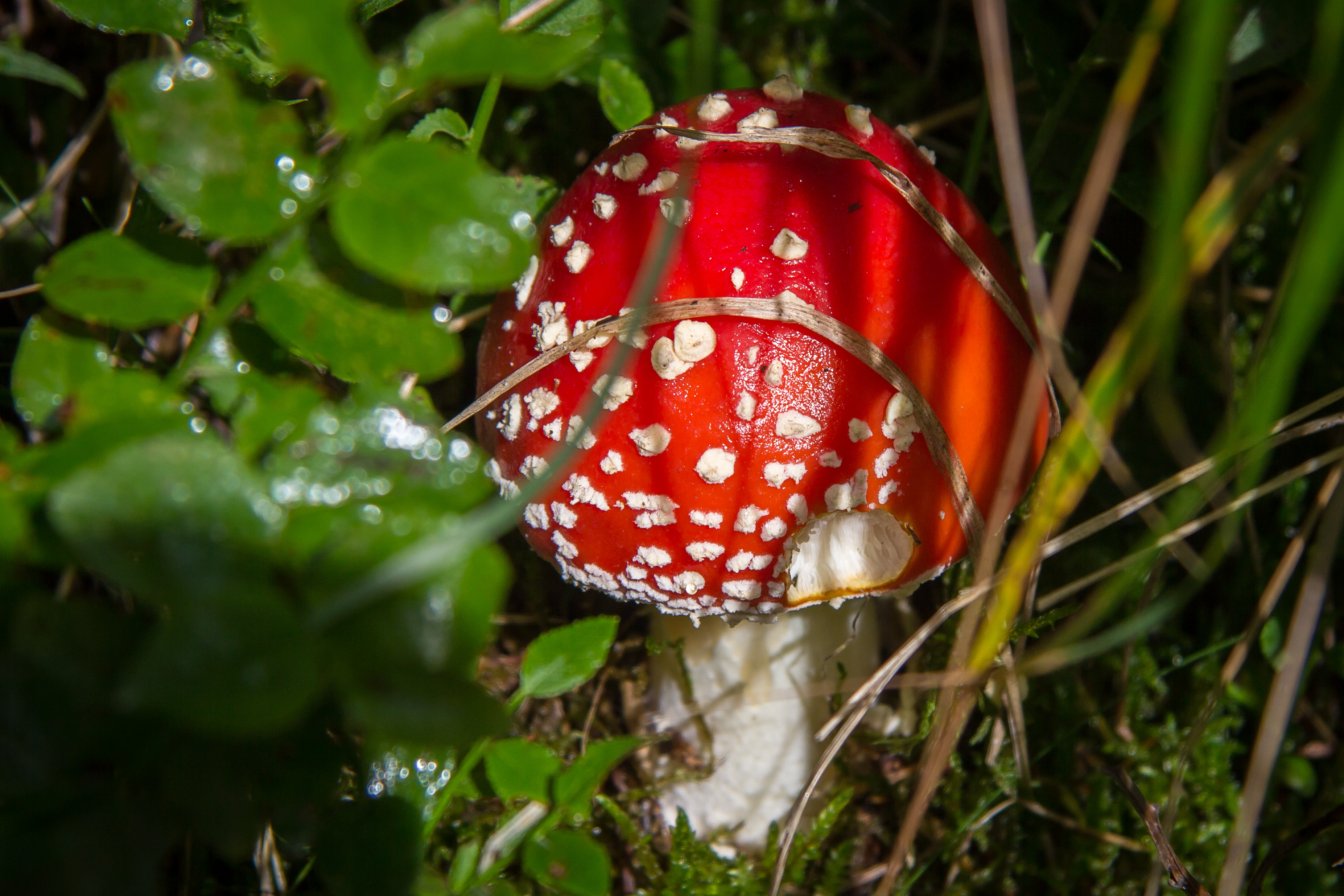 Czerwony - czterooosobowy duży